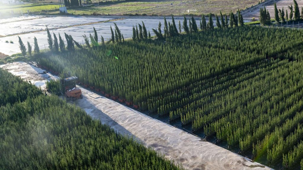 Viveros Moreno Plant plantacion