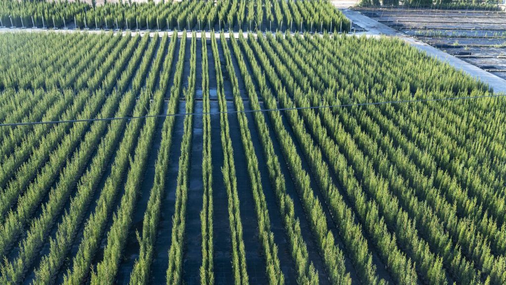 MorenoPlant cipreses para setos