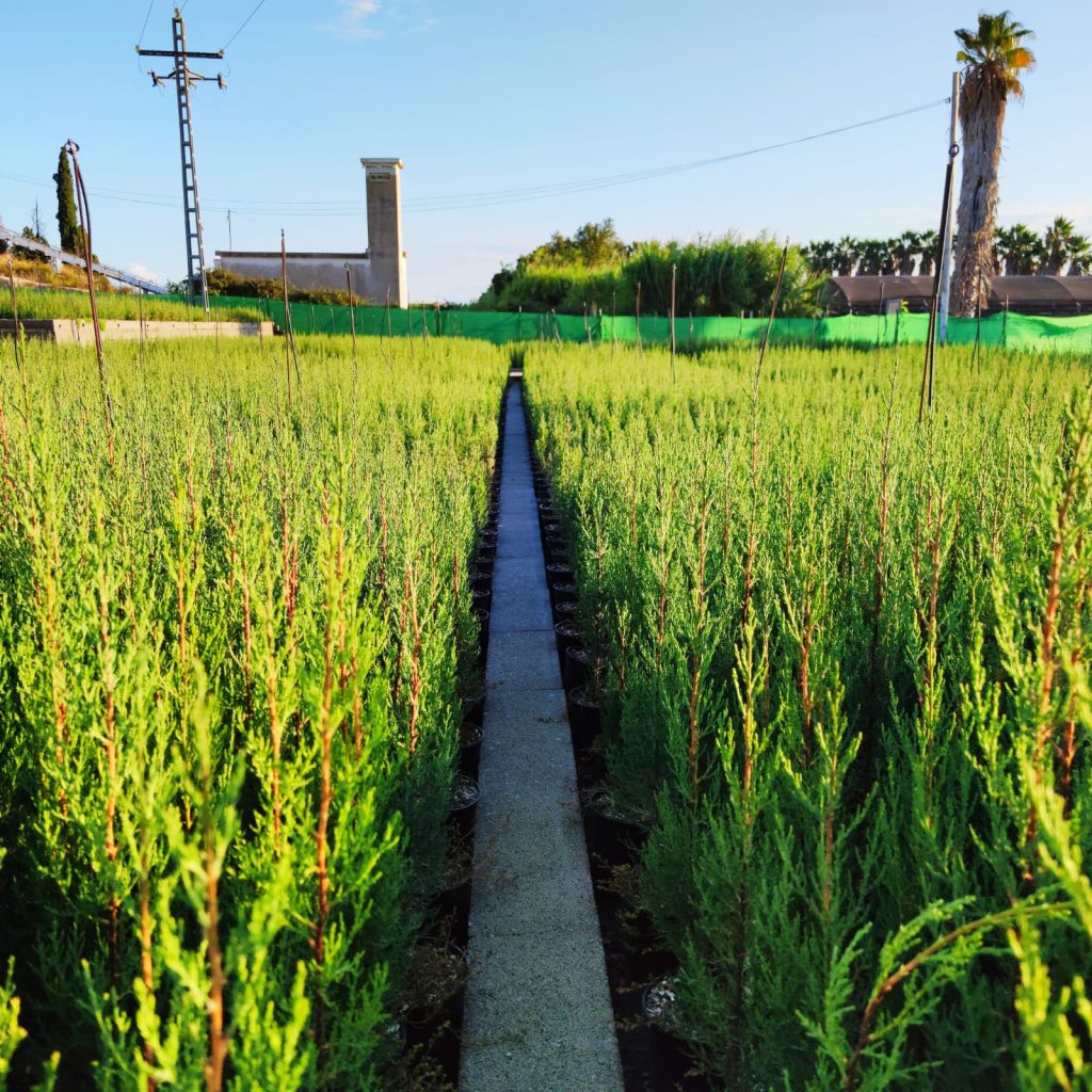 ventajas de tener un ciprés