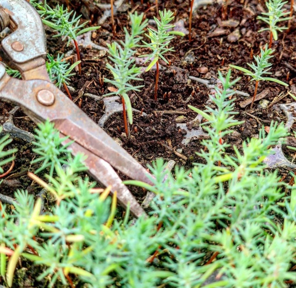 cómo y cuándo podar cipreses